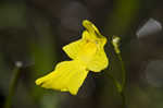 Humped bladderwort